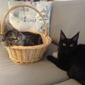 orca-image-1514746479102.jpg_1514746479332